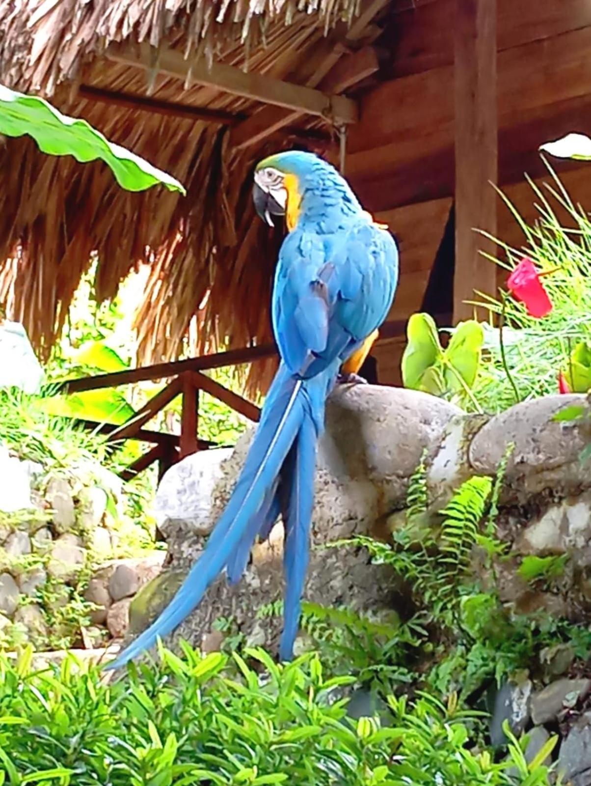 Ecocabanas Diosa Jaguar Tayrona La Esmeralda (Magdalena) Exterior foto